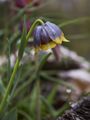 Fritillaria michailowskyi Szachownica Michajłowskiego